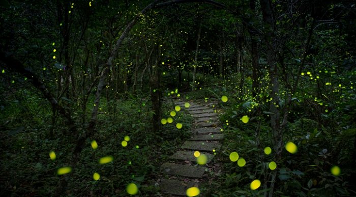 台灣螢火蟲季節