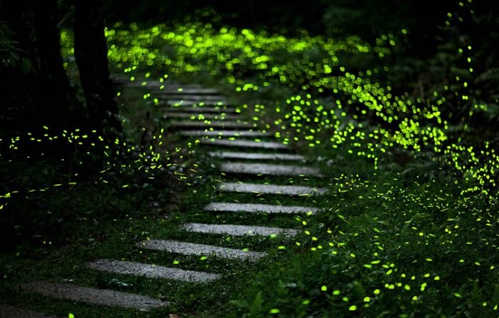 台灣螢火蟲觀賞地點