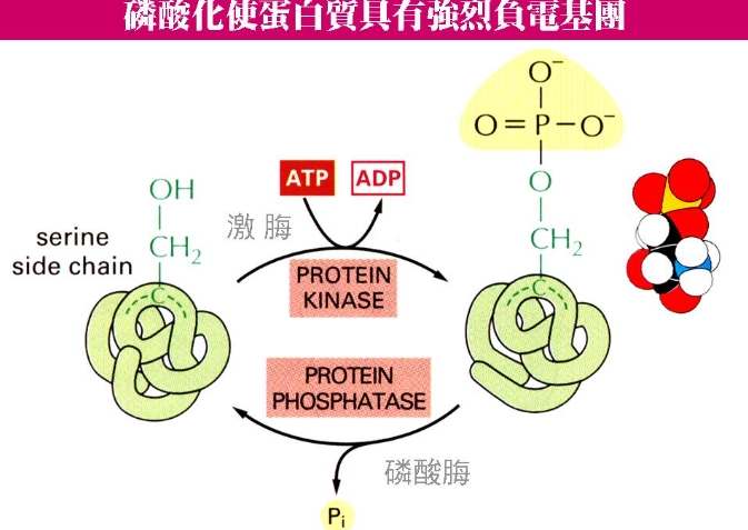 冷凍蛋白質變性