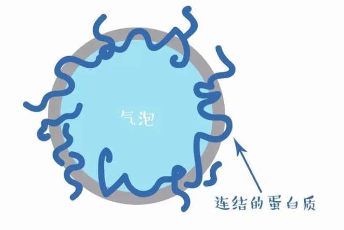 蛋白質發泡機制