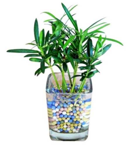 水培羅漢松生根