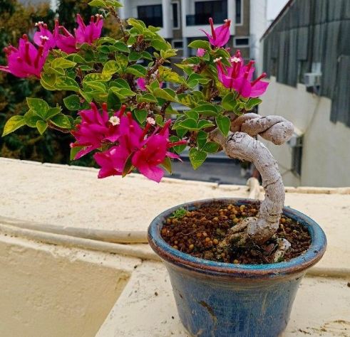 九重葛刺傷處理