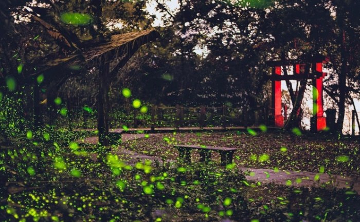 北部螢火蟲住宿