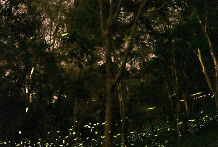 螢火蟲季節台北