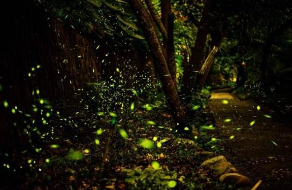 台灣螢火蟲季節 台灣螢火蟲季節