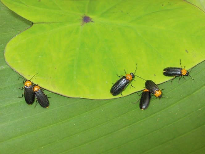 螢火蟲觀賞時間