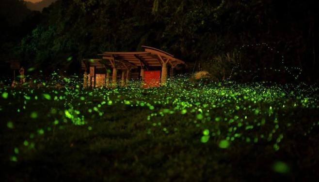 苗栗萤火虫季节