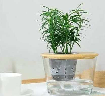 羅漢松繁殖方法