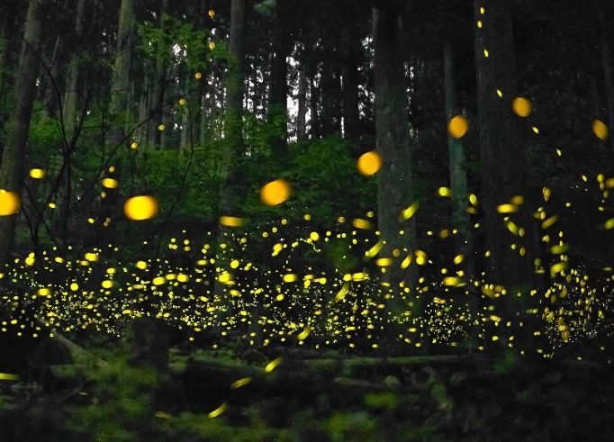 螢火蟲出現時間