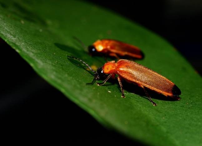 台灣螢火蟲觀賞地點