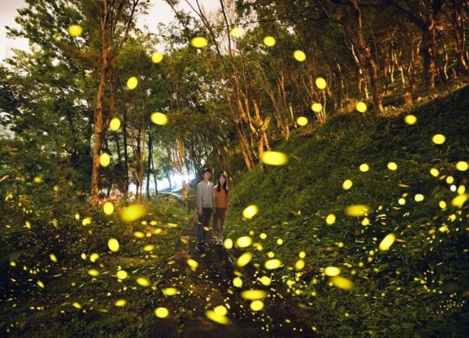 台灣螢火蟲景點