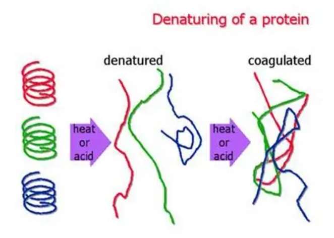 蛋白質遇酸