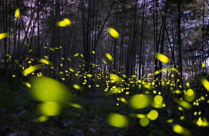 螢火蟲觀賞須知 螢火蟲觀賞須知