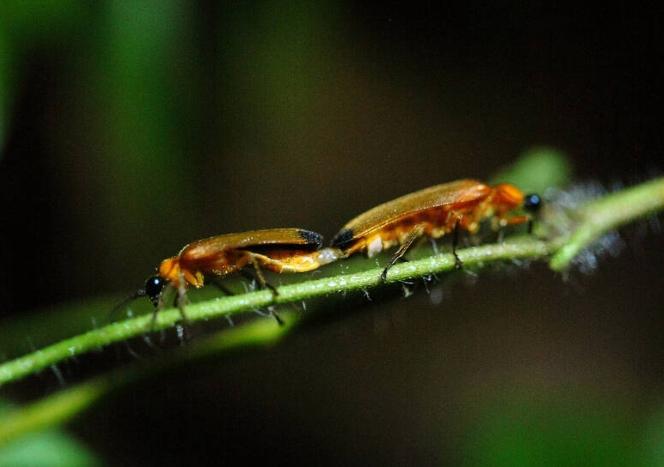 螢火蟲季節桃園住宿