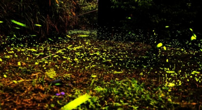 螢火蟲觀賞指南