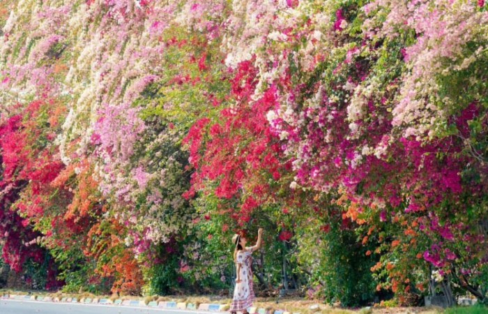 九重葛園藝設計