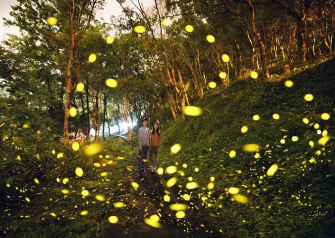 螢火蟲觀賞時間