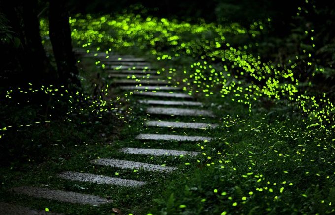 台灣螢火蟲景點