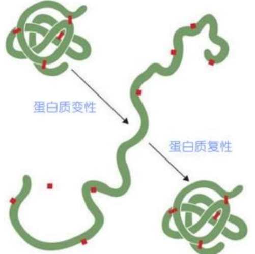 低溫蛋白質穩定