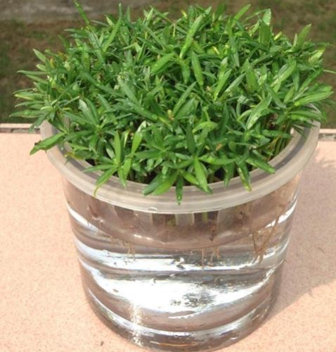 羅漢松養護技巧