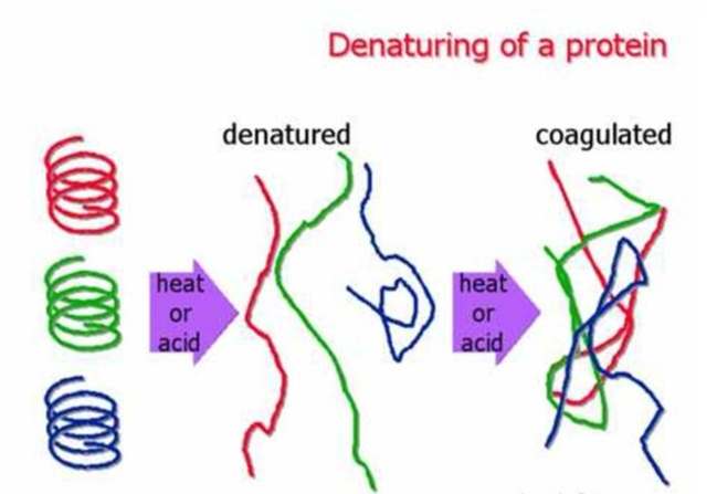 蛋白質低溫變性