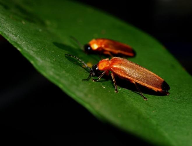 螢火蟲觀賞指南 螢火蟲觀賞指南