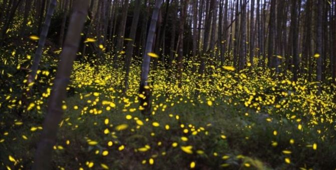 螢火蟲觀賞季節