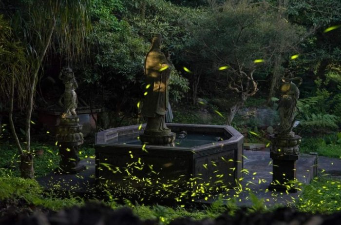 台灣螢火蟲季節