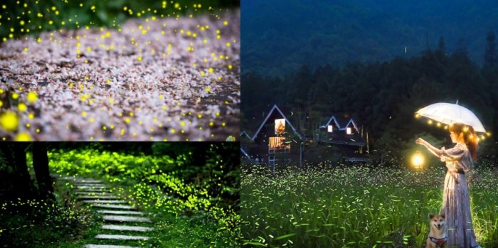 螢火蟲觀賞指南 螢火蟲觀賞指南