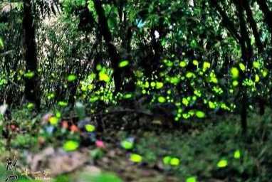 螢火蟲觀賞指南