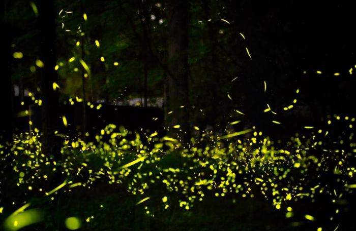 螢火蟲觀賞須知 螢火蟲觀賞須知