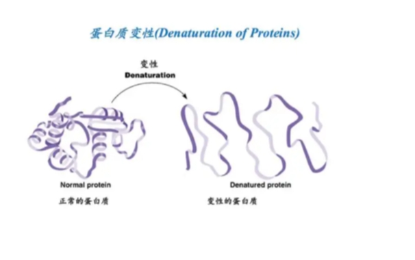 蛋白質低溫變性
