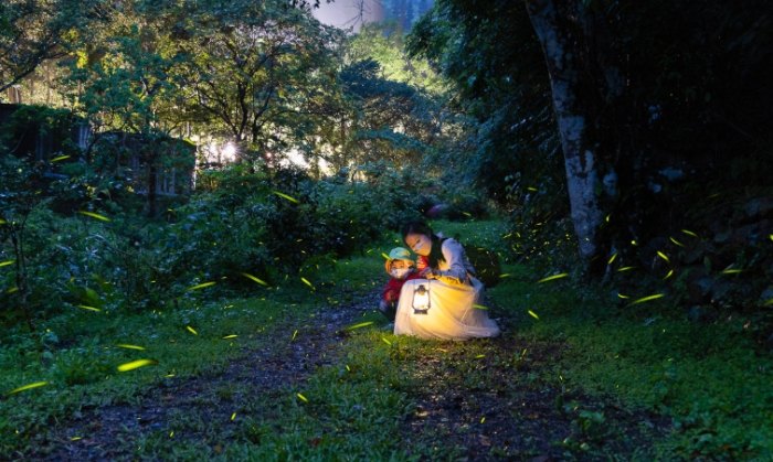 台灣螢火蟲季節 台灣螢火蟲季節