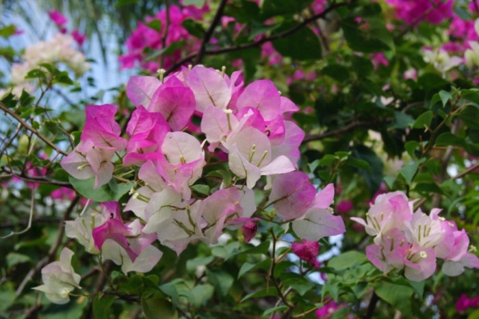 九重葛園藝設計