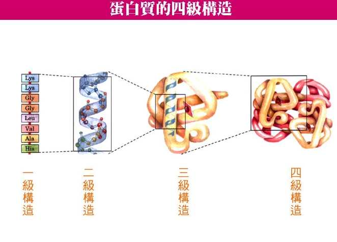 冷凍蛋白質變性