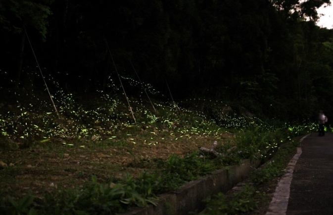 東勢林場螢火蟲