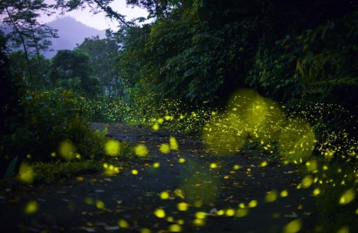 台灣螢火蟲季節 台灣螢火蟲季節