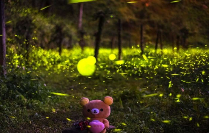 螢火蟲觀賞住宿