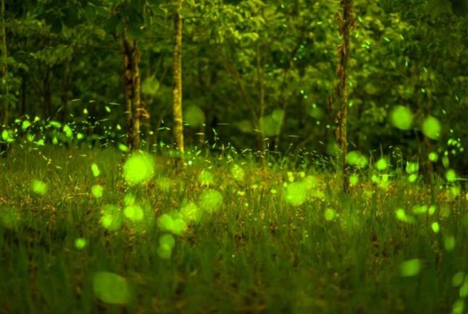 台灣螢火蟲季節 台灣螢火蟲季節