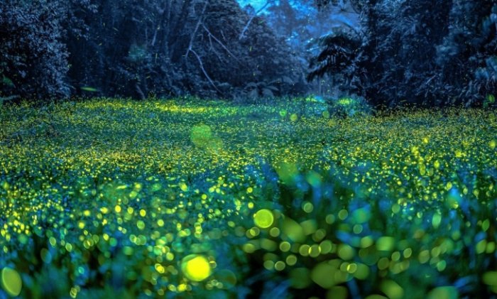 台灣螢火蟲季節 台灣螢火蟲季節