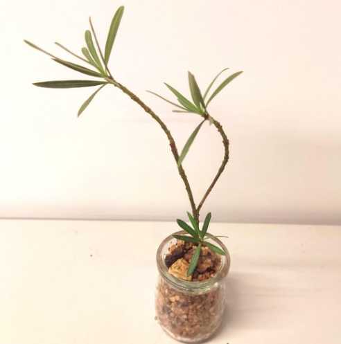 水培羅漢松生根