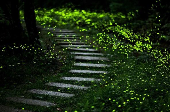 螢火蟲觀賞技巧 螢火蟲觀賞技巧