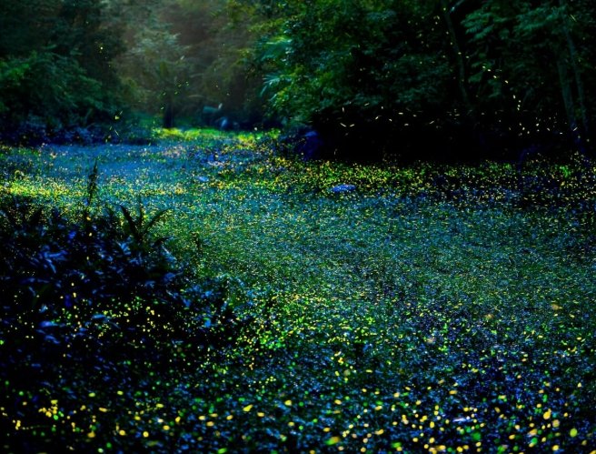 螢火蟲季節桃園住宿