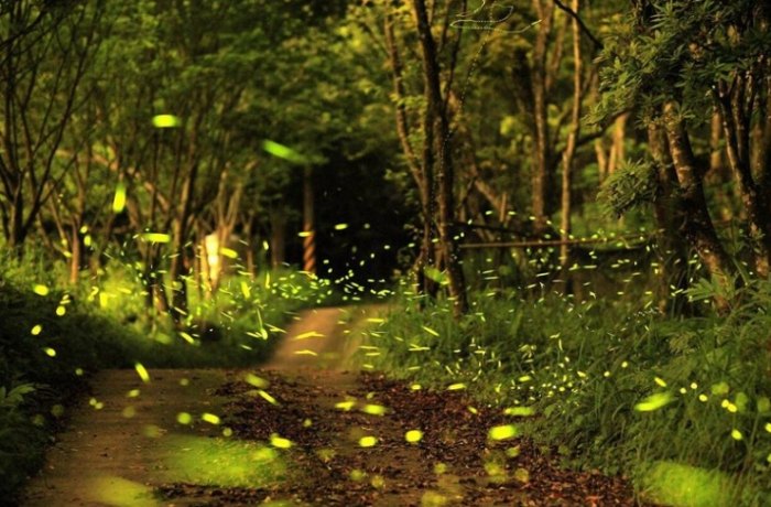 台灣螢火蟲圖鑑