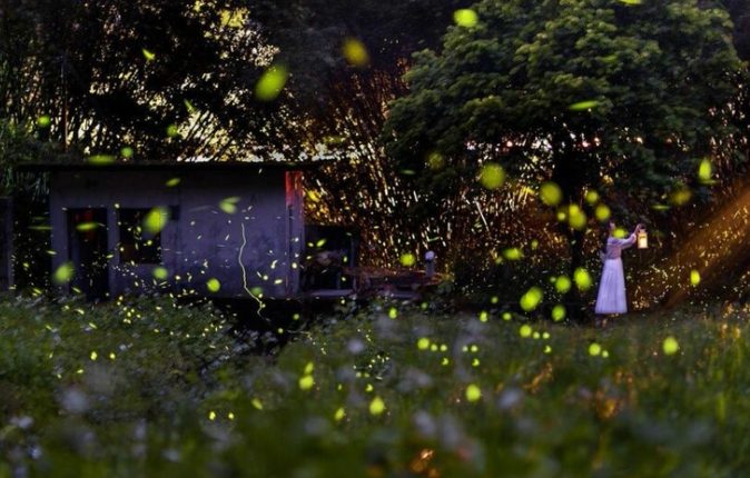 螢火蟲觀賞季節