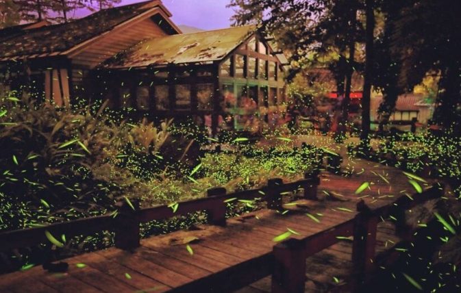 螢火蟲觀賞住宿