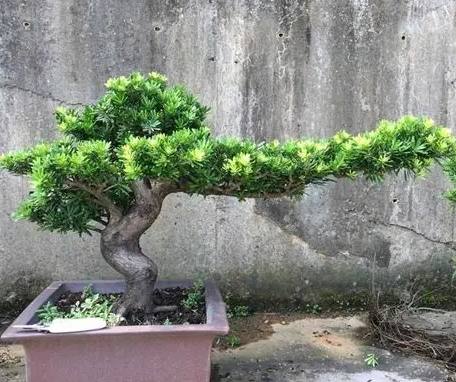 羅漢松養護技巧