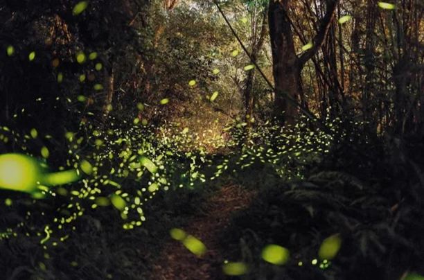 螢火蟲季節桃園住宿