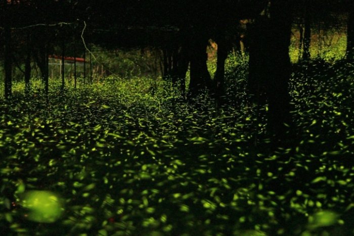 台灣螢火蟲圖鑑