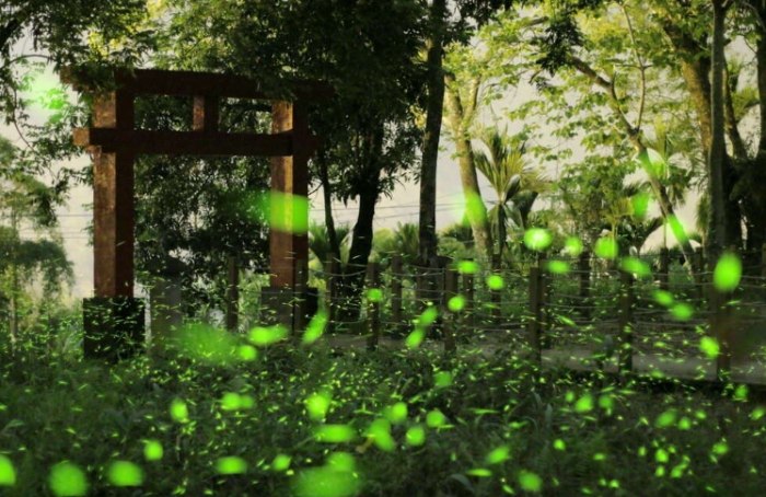 北部螢火蟲住宿